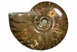 Red Flash Ammonite Fossil - Madagascar #187245-1